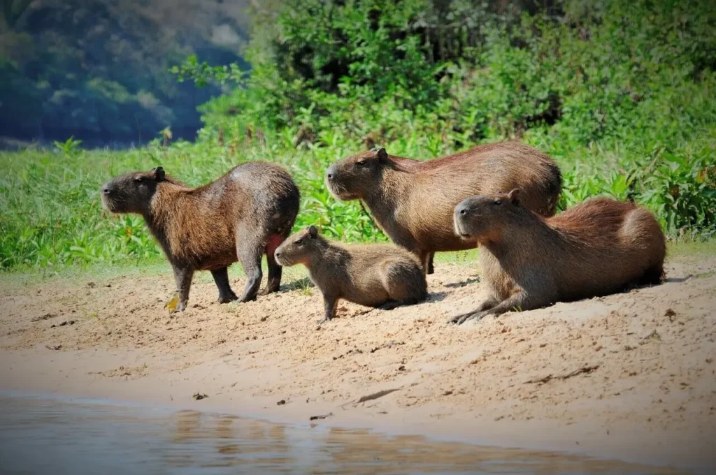 Капібара велика – найбільший гризун планети
