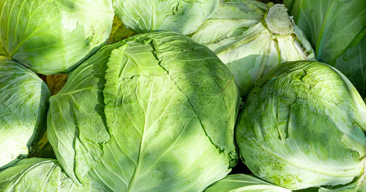 Капуста широко відома - кожен новий рік приносить удачу