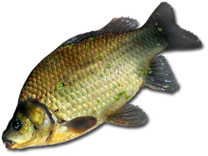 Стаття про рибу карась. Спосіб життя, методи лову, фото та відео ...