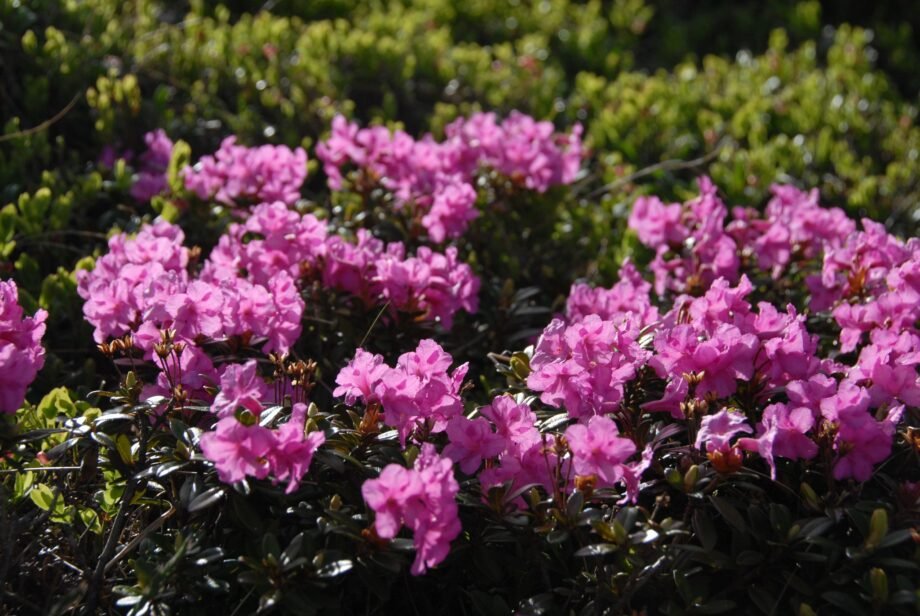 Національний природний парк Карпатський — Яремче — Відпочинок в ...