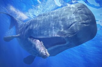 Цікаві факти про кашалота: таємниці найбільшого зубатого кита