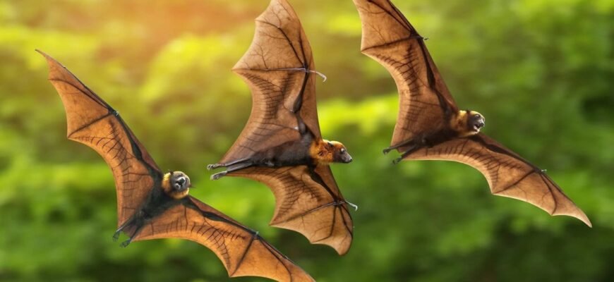 Цікаві факти про кажанів: незвичні подробиці життя летючих мишей