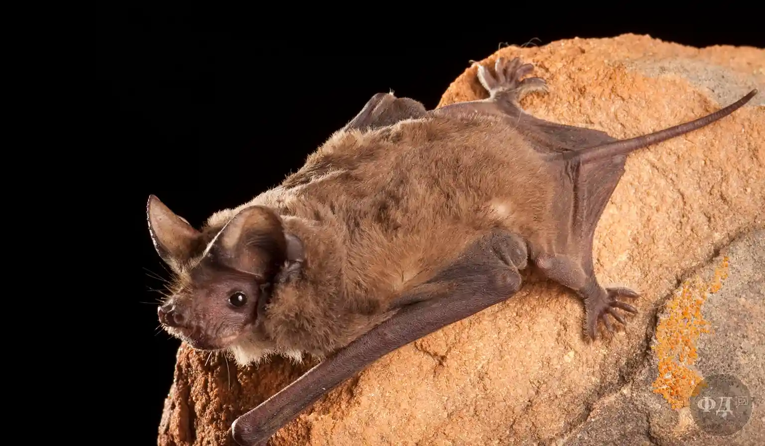 Цікаві факти про кажанів | Факт дня українською