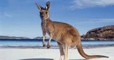 Цікаві факти про кенгуру | . Різне
