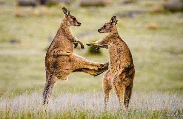 Цікаві факти про кенгуру: вражаючі характеристики та поведінка