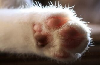 Цікаві факти про кішок: незвичайні звички та унікальні особливості