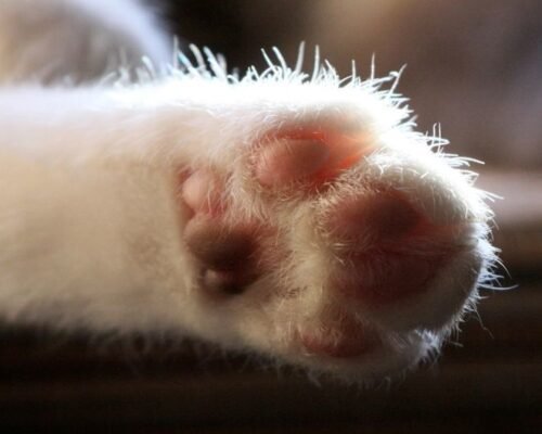 Цікаві факти про кішок: незвичайні звички та унікальні особливості