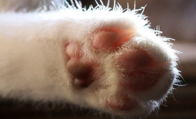 Цікаві факти про кішок: незвичайні звички та унікальні особливості