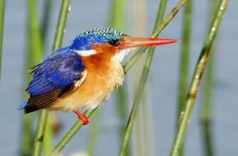 Цікаві факти про колібрі: найменші птахи з дивовижними властивостями