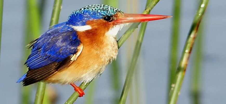 Цікаві факти про колібрі: найменші птахи з дивовижними властивостями Цікаві факти про колібрі: найменші птахи з дивовижними властивостями