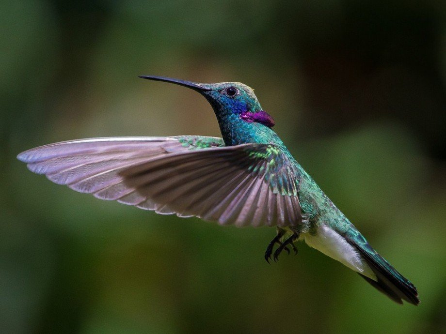 33 цікаві факти про колібрі - Dzen