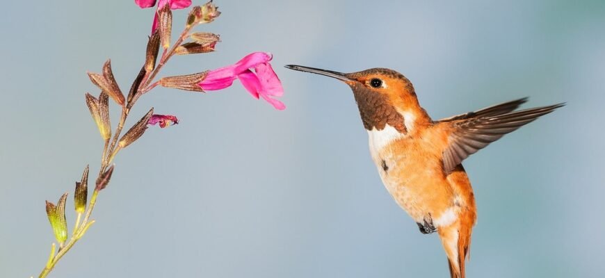 Цікаві факти про колібрі: неймовірний світ найменших пташок світу