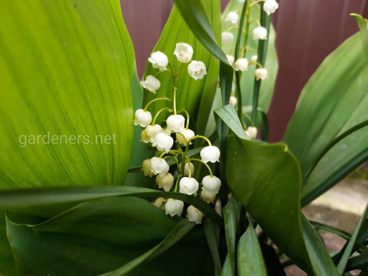 55 цікавих фактів про конвалію