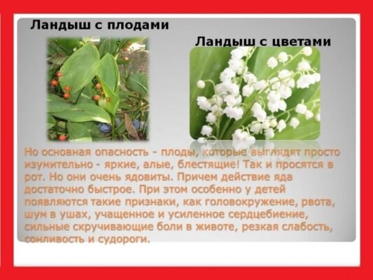 Цікаві факти про конвалію: історія, символіка та корисні властивості