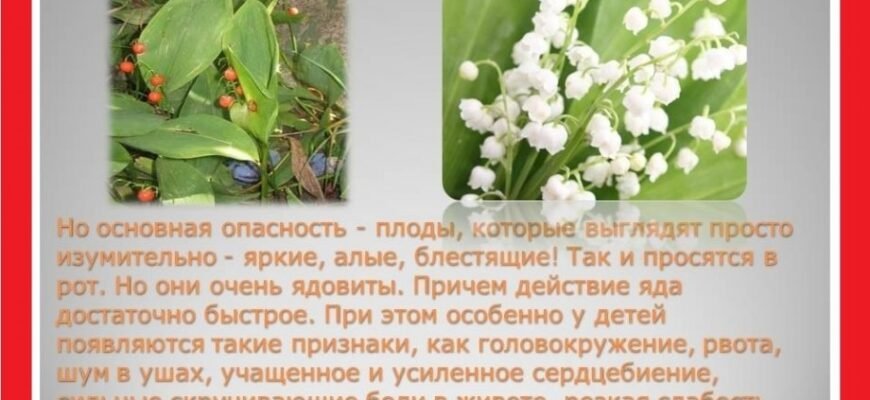 Цікаві факти про конвалію: історія, символіка та корисні властивості