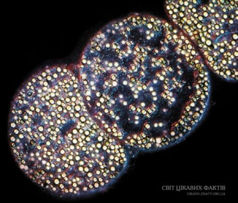 Цікаві факти про корисні бактерії: незвичайні герої здоров’я