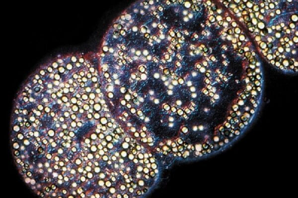 Цікаві факти про корисні бактерії: незвичайні герої здоров’я