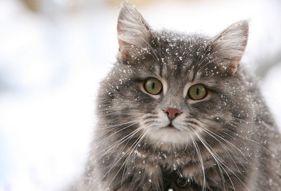 Немов лев в мініатюрі: неймовірні мей-куни