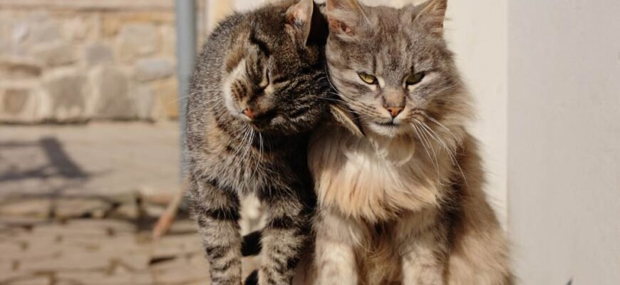 Цікаві факти про котів: Неймовірні відкриття та секрети улюбленців