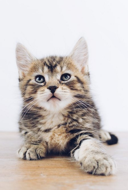 Цікаві факти про котів, які вас здивують! | Purina UA