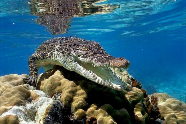 Крокодили розпізнали рівень стресу в плачі немовлят - nauka.ua ...