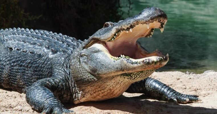 Цікаві факти про крокодила: що ви не знали про цих рептилій?