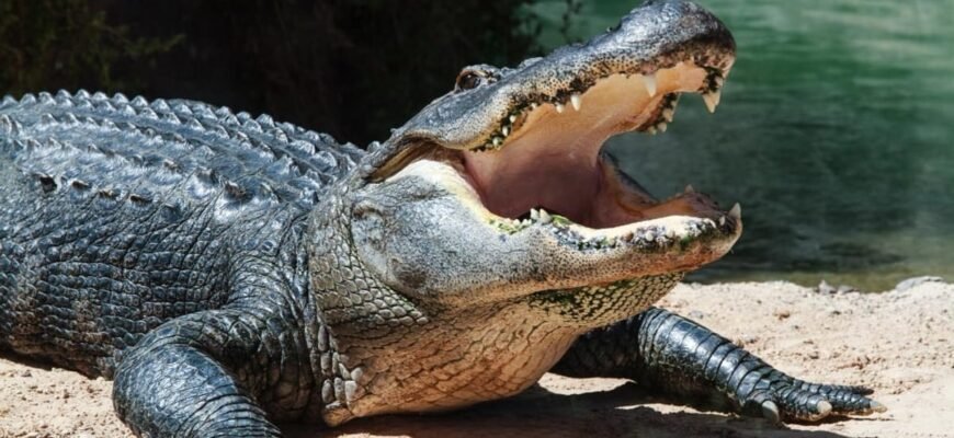 Цікаві факти про крокодила: що ви не знали про цих рептилій? Цікаві факти про крокодила: що ви не знали про цих рептилій?