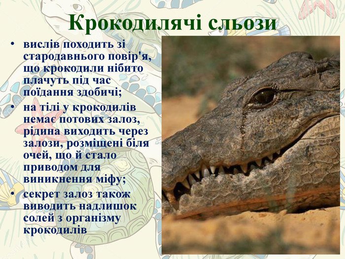 Цікаві факти про крокодилів - DAY TODAY