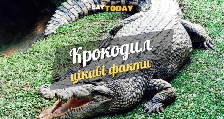 Цікаві факти про крокодилів: що варто знати про цих древніх хижаків