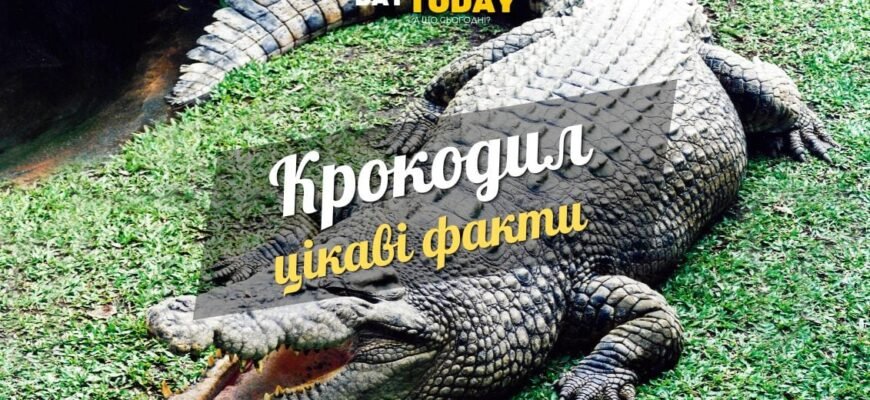 Цікаві факти про крокодилів: що варто знати про цих древніх хижаків Цікаві факти про крокодилів: що варто знати про цих древніх хижаків