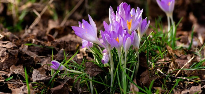 Цікаві факти про крокуси: дивовижні аспекти цих весняних квітів Цікаві факти про крокуси: дивовижні аспекти цих весняних квітів