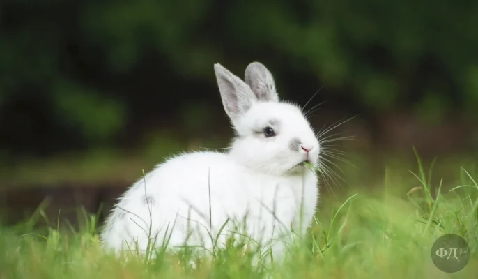 Цікаві факти про кроликів: що робить їх унікальними в тваринному світі?