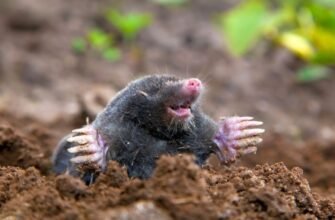 Цікаві факти про кротів: як вони живуть під землею і чим харчуються