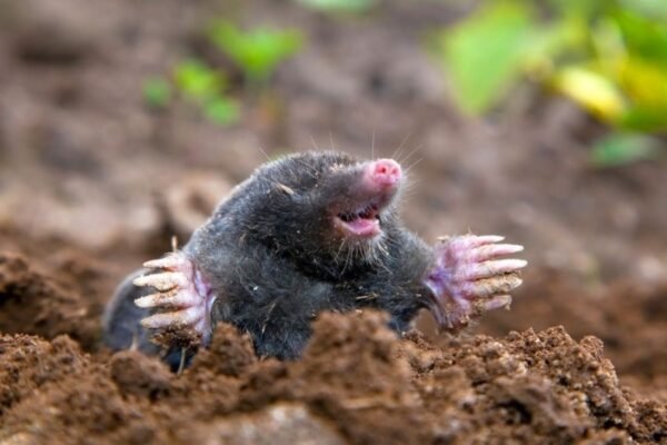 Цікаві факти про кротів: як вони живуть під землею і чим харчуються