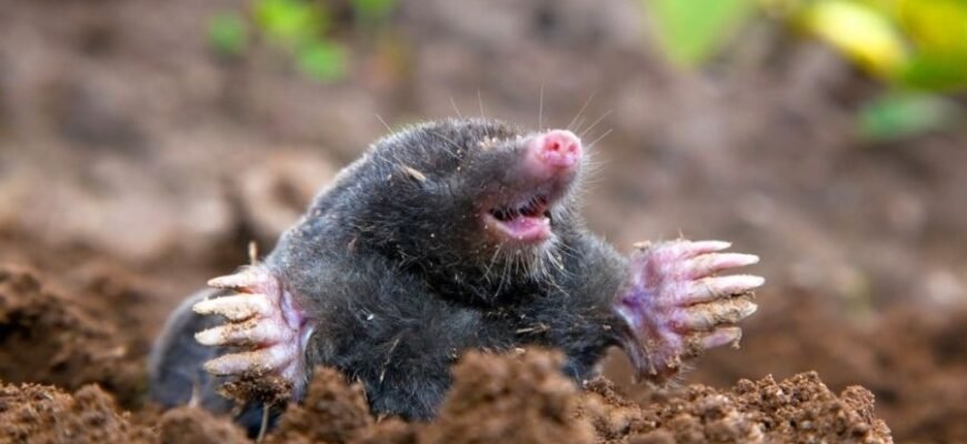 Цікаві факти про кротів: як вони живуть під землею і чим харчуються Цікаві факти про кротів: як вони живуть під землею і чим харчуються