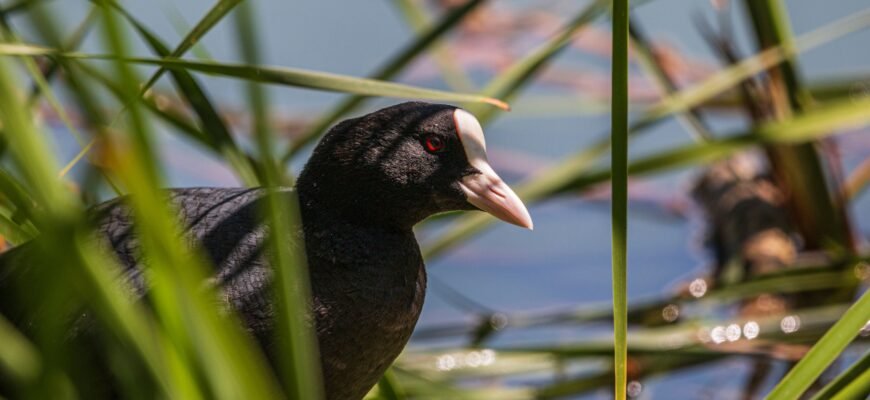 Цікаві факти про крутиголовку: загадкова пташка наших лісів