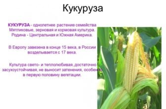 Цікаві Факти про Кукурудзу: Неймовірні Відомості та Розкриття Секретів