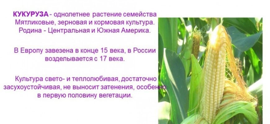 Цікаві Факти про Кукурудзу: Неймовірні Відомості та Розкриття Секретів Цікаві Факти про Кукурудзу: Неймовірні Відомості та Розкриття Секретів