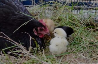 Цікаві факти про курей: незвичайні відомості та їх поведінка