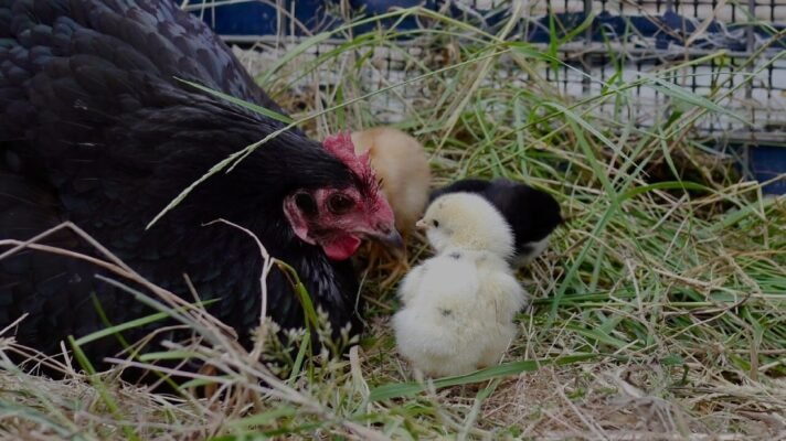 Цікаві факти про курей: незвичайні відомості та їх поведінка