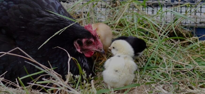 Цікаві факти про курей: незвичайні відомості та їх поведінка