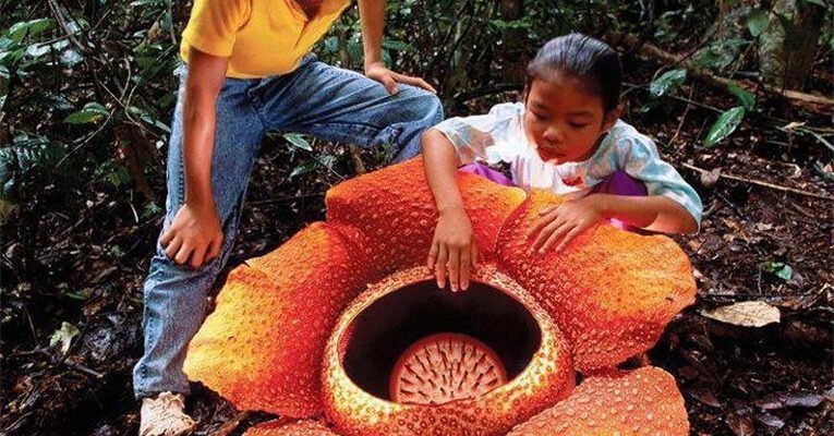 Цікаві факти про квіти: незвичайна природа та історії рослин Цікаві факти про квіти: незвичайна природа та історії рослин