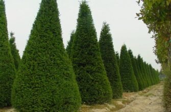 Цікаві факти про кипарис: особливості, значення та користь рослини