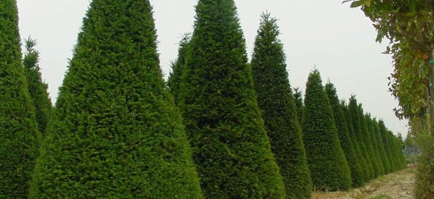 Цікаві факти про кипарис: особливості, значення та користь рослини Цікаві факти про кипарис: особливості, значення та користь рослини