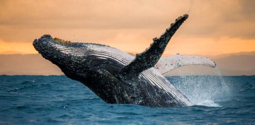 Цікаві факти про китів: неймовірні відкриття та ексцентричні звички