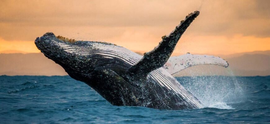 Цікаві факти про китів: неймовірні відкриття та ексцентричні звички Цікаві факти про китів: неймовірні відкриття та ексцентричні звички