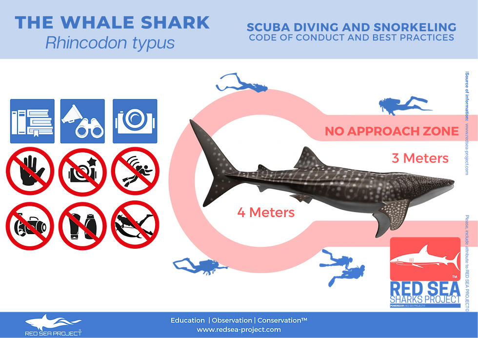 Китова акула (Rhincodon typus)