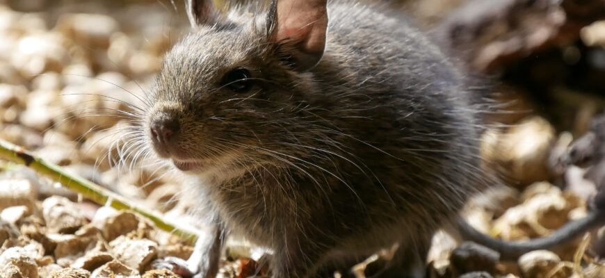 Цікаві факти про ламу: дізнайтеся більше про цих унікальних тварин
