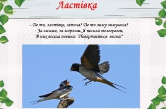 Цікаві факти про ластівку: відкрийте таємниці цієї пташки!