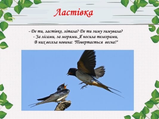Цікаві факти про ластівку: відкрийте таємниці цієї пташки!